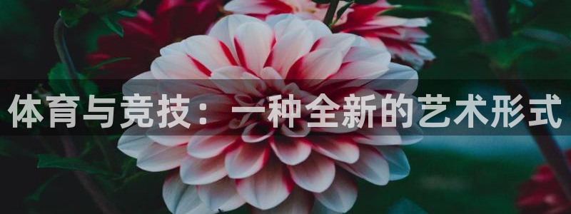 体育与竞技：一种全新的艺术形式